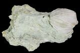 Blastoid (Pentremites) Fossil - Illinois #102266-1